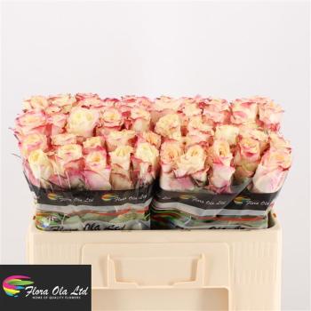 Rose CHAPEAU